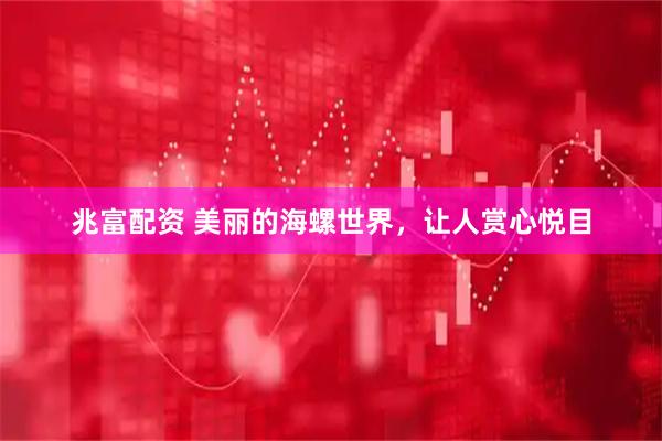 兆富配资 美丽的海螺世界，让人赏心悦目